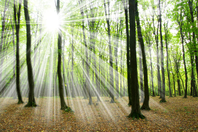 poster-print-magic-light-in-the-trees