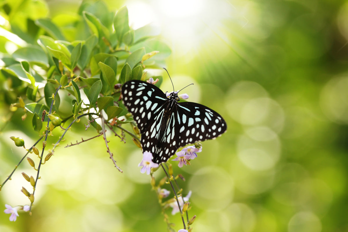 poster-print-papilio-butterfly-xxl