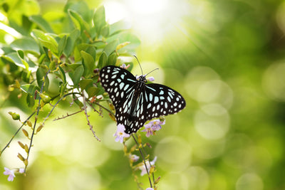 poster-print-papilio-butterfly-xxl