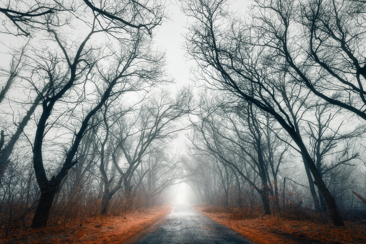 modern-3-piece-aluminium-print-mysterious-mood-in-the-forest