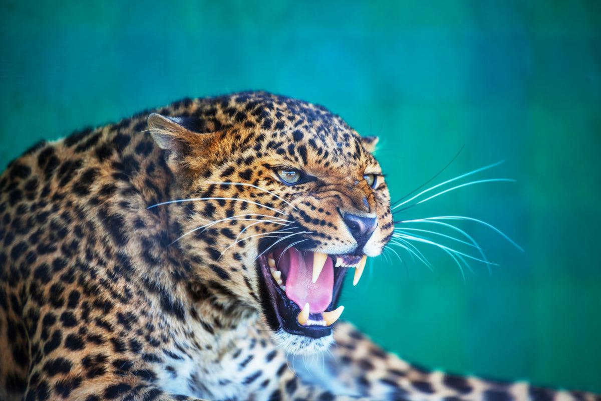 modern-3-piece-aluminium-print-attention-leopard