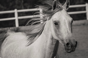 acrylic-print-there-is-a-horse
