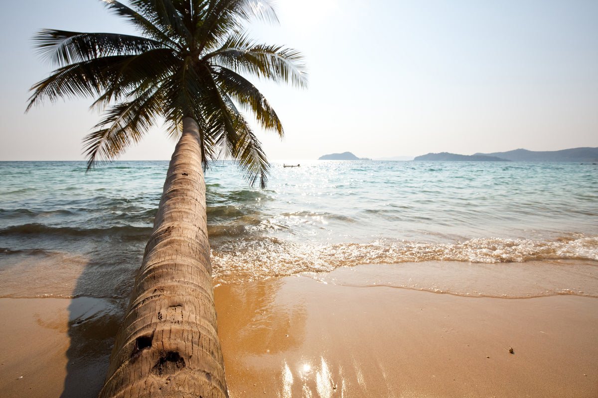acrylic-print-palm