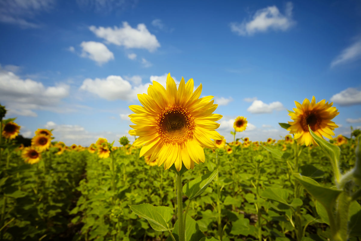 canvas-print-summer-sunflowers