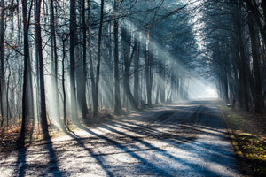 modern-3-piece-canvas-print-forest-in-the-light-beam