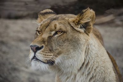 poster-print-head-of-a-lioness