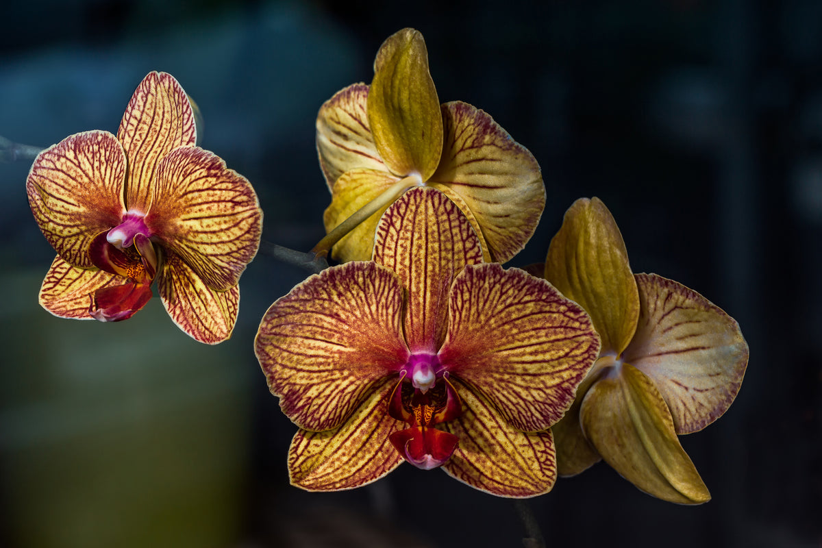 framedposter-print-orchidaceae