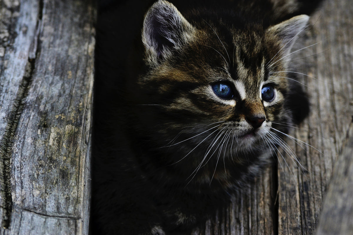 framedcanvas-print-cats-child