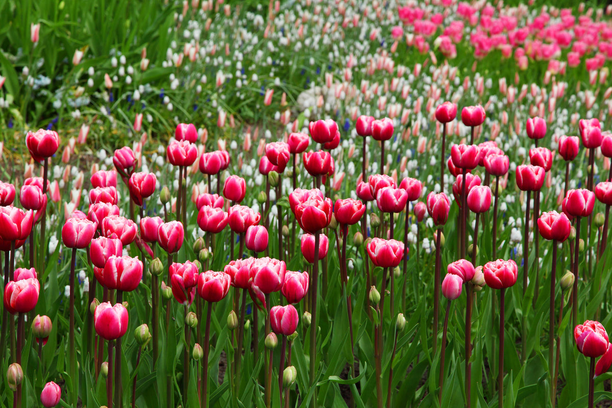 framedcanvas-print-wild-tulip-field
