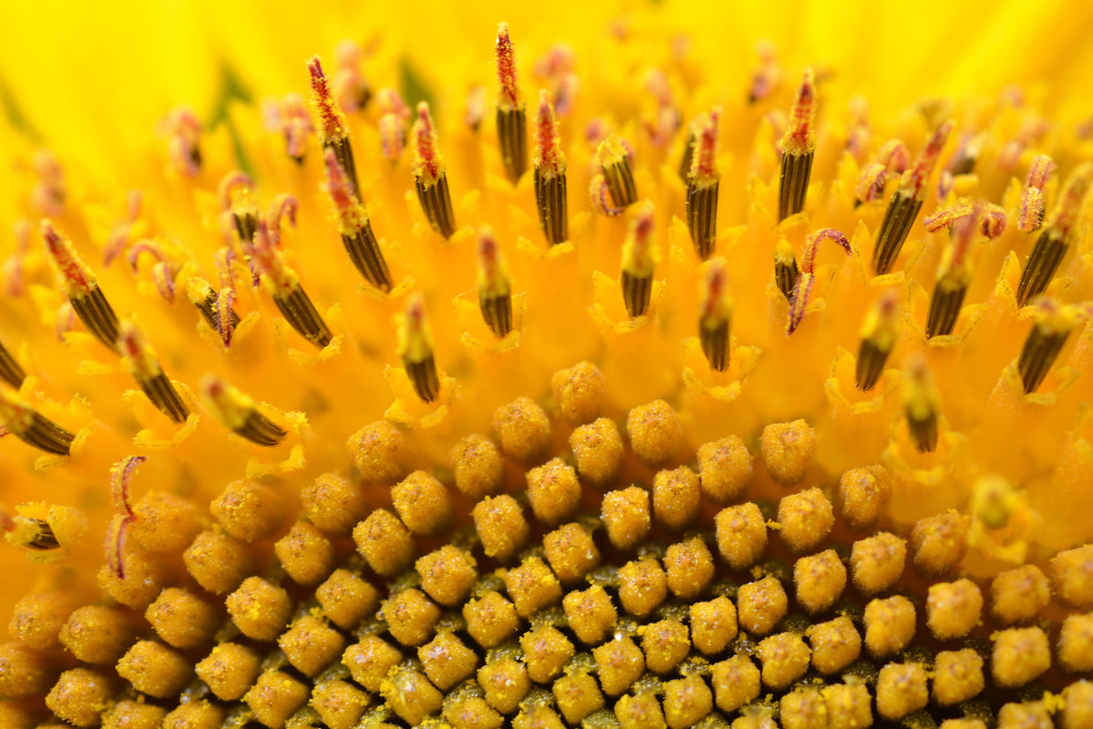framedcanvas-print-the-buds-of-the-sunflower-in-xxl