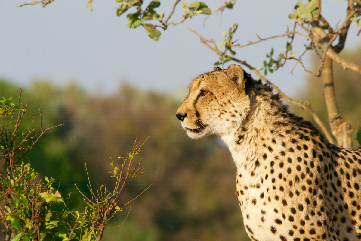 framedcanvas-print-cheetah-in-nature