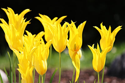 poster-print-yellow-tulips-in-the-nature