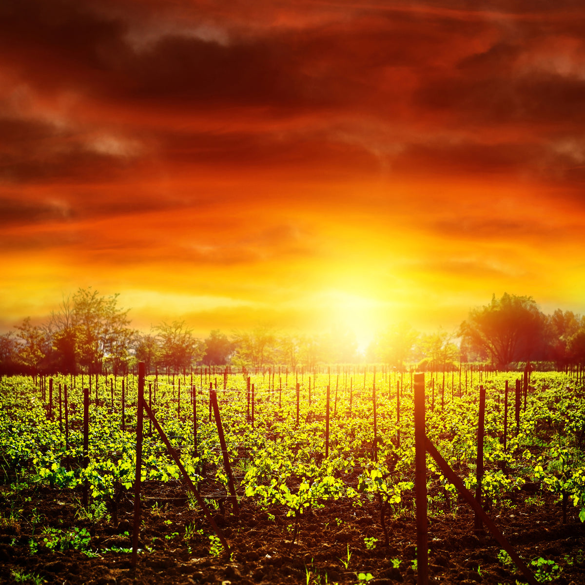 acrylic-print-the-vineyard-at-sunset
