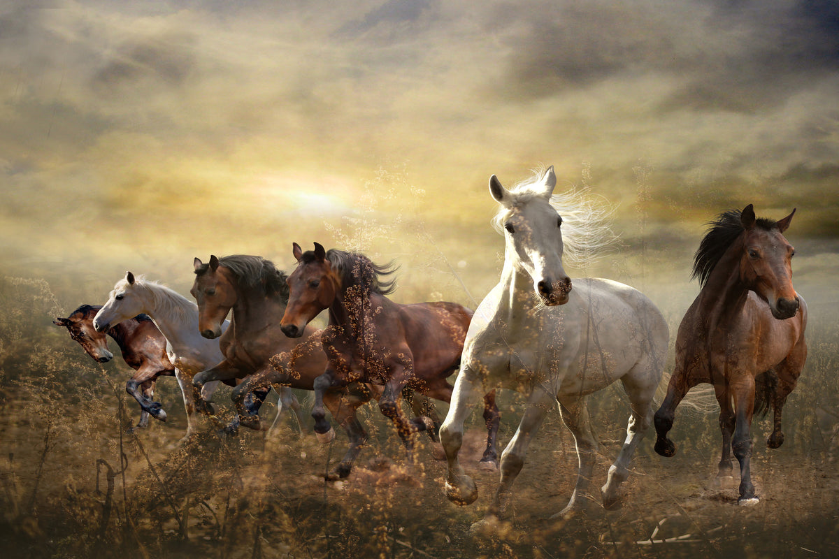 canvas-print-wild-wild-horses