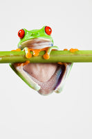 framedcanvas-print-frog-acrobatics