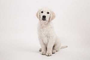 framedcanvas-print-sweet-golden-retriever-puppy