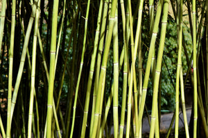 canvas-print-fresh-bamboo