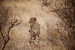 modern-3-piece-aluminium-print-elegant-cheetah