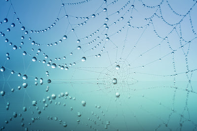 poster-print-cobweb-in-morning-dew