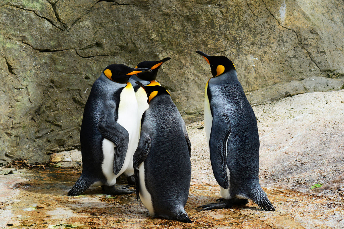 framedposter-print-king-penguins