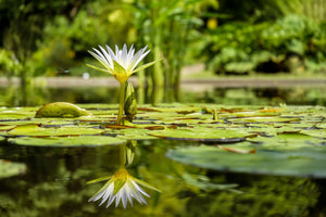 canvas-print-water-lily-in-nature