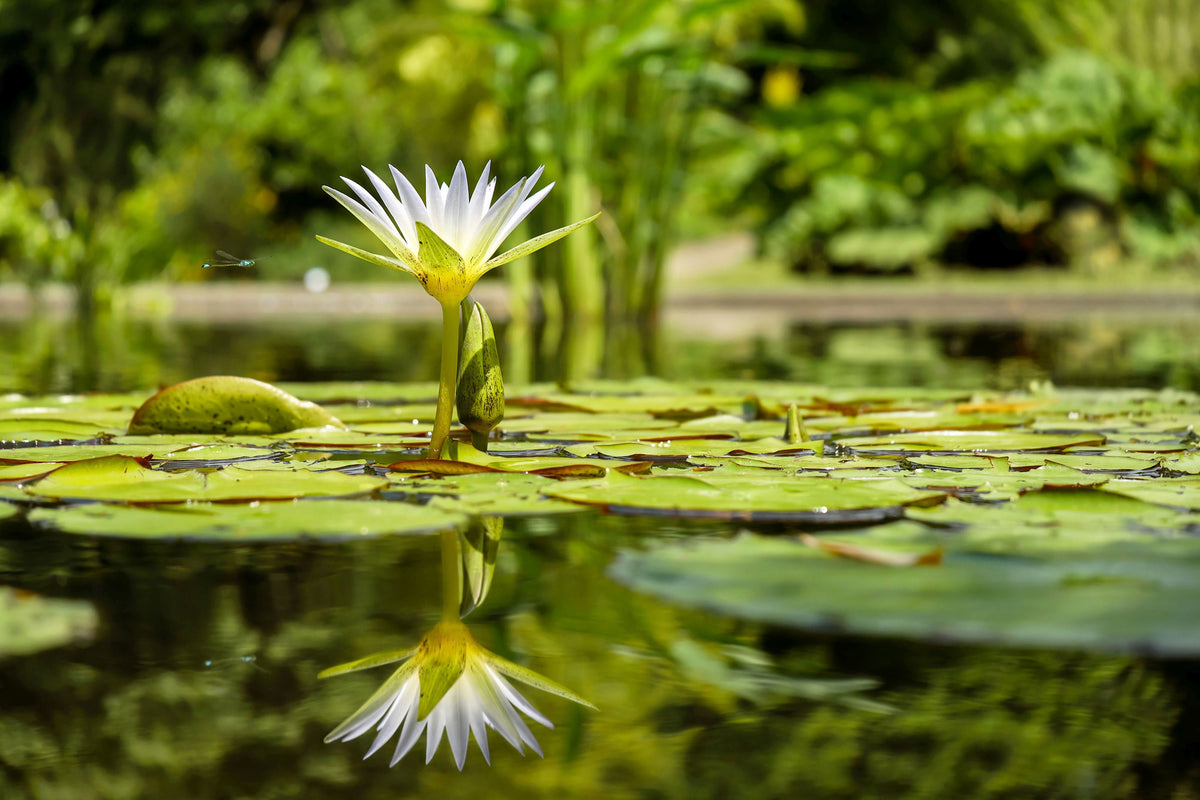 canvas-print-water-lily-in-nature