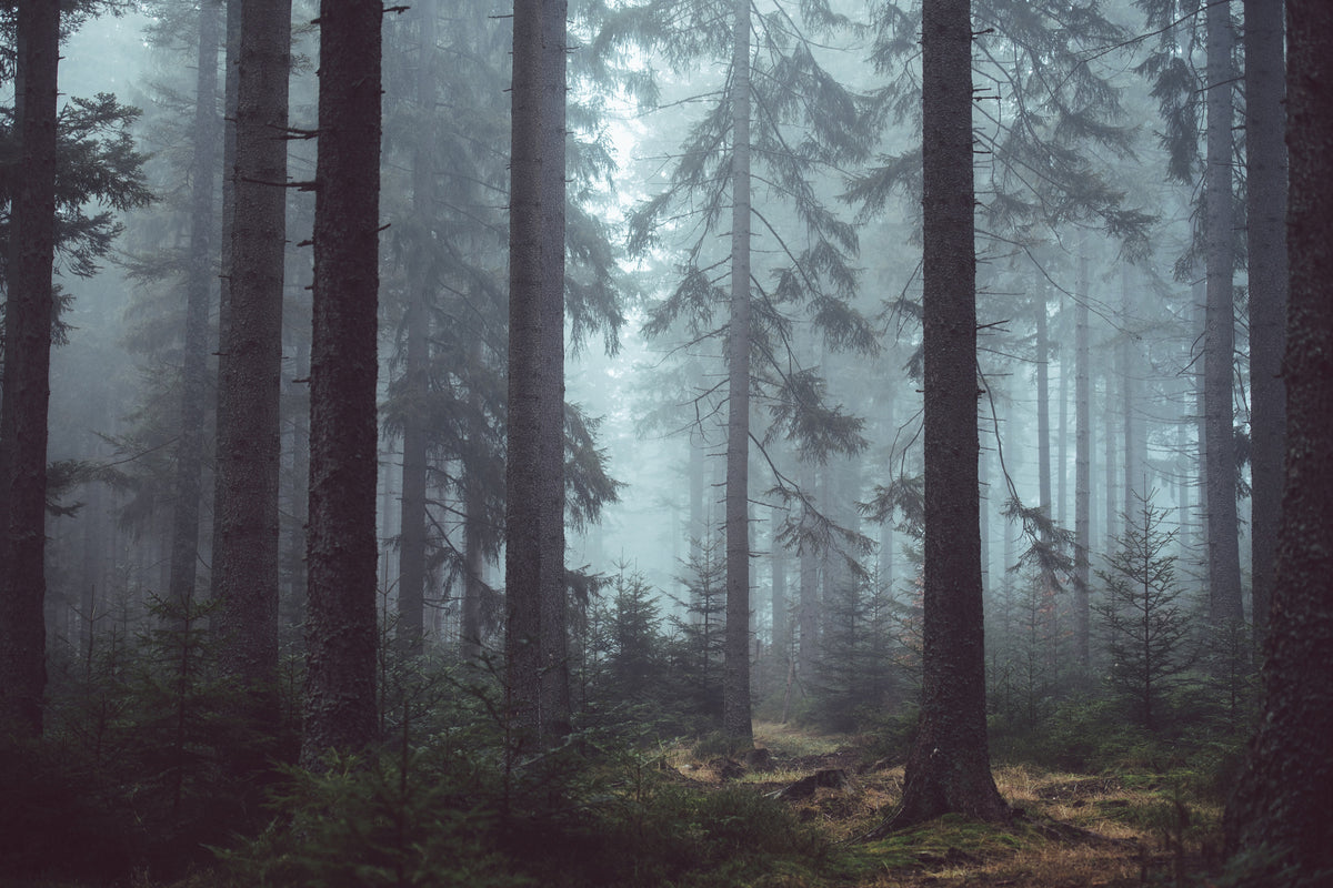 modern-3-piece-aluminium-print-forest-in-the-fog