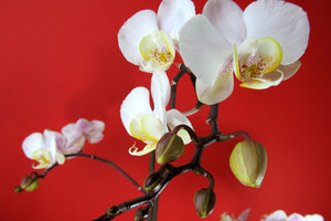 canvas-print-white-orchids-on-red-wall