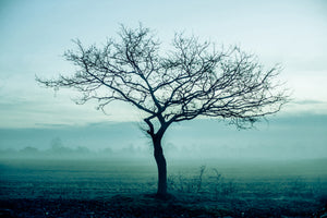 framedcanvas-print-the-magic-tree
