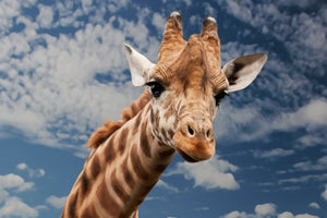 framedcanvas-print-attention-giraffe