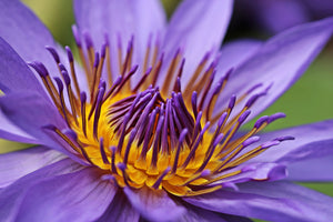 3-piece-canvas-print-xxl-water-lily-in-purple