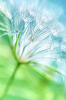 poster-print-macro-dandelion