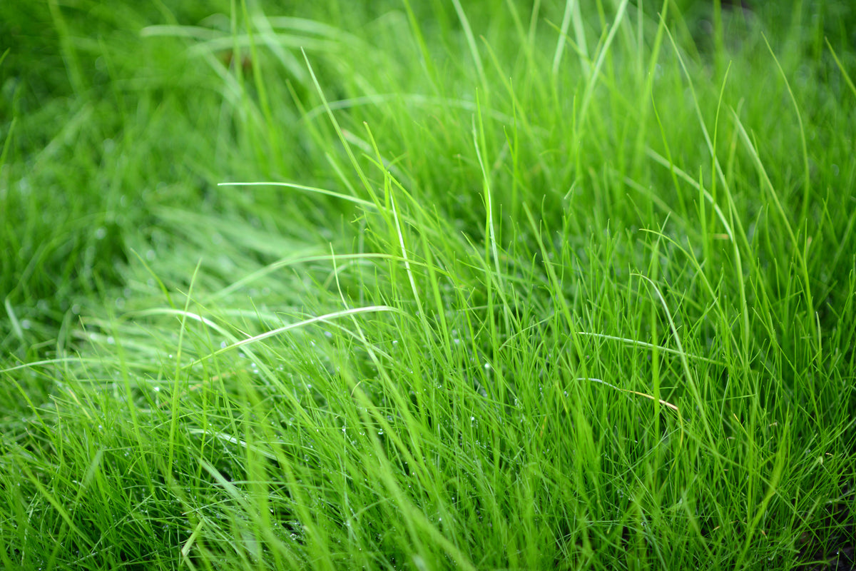modern-3-piece-acrylic-print-blades-of-grass