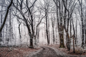 3-piece-aluminium-print-wintry-forest
