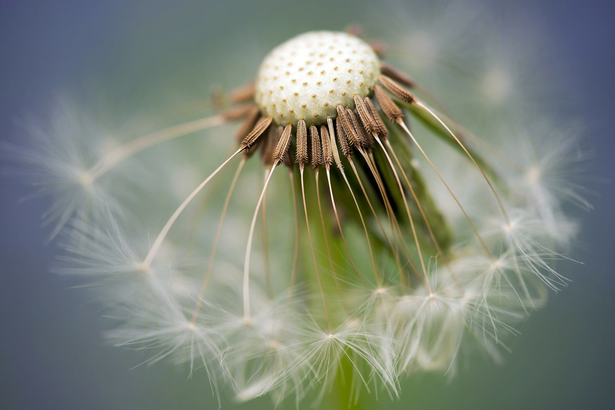 acrylic-print-dandelion-close-up
