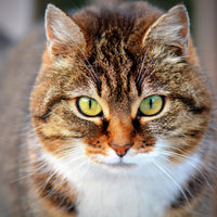 9-piece-aluminium-print-tiger-cat