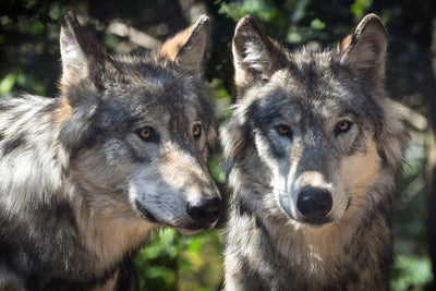 poster-print-2-wolves