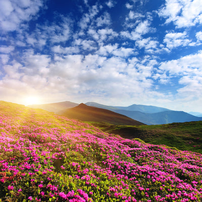 poster-print-flowery-mountain-landscape