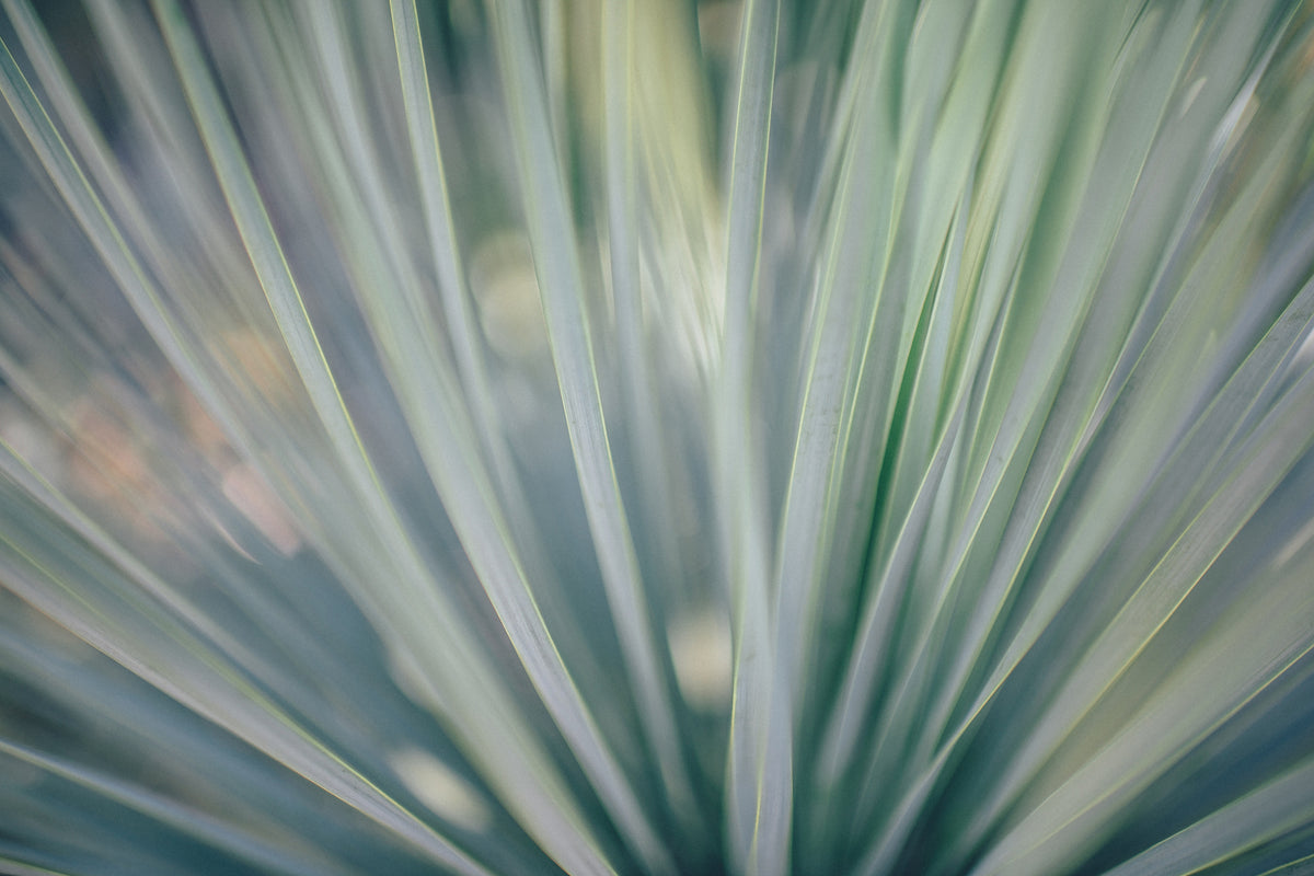 canvas-print-strip-of-plant