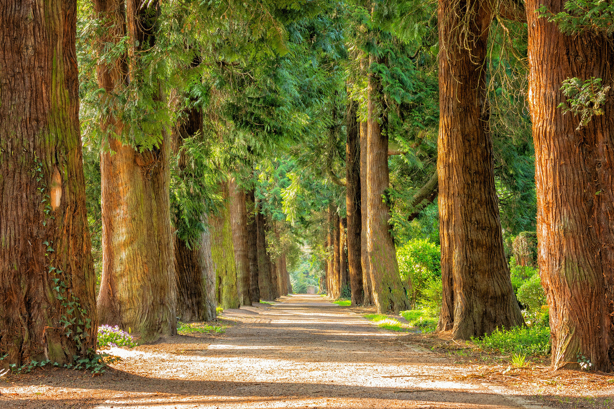 poster-print-the-green-avenue