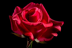 3-piece-canvas-print-the-flower-of-love