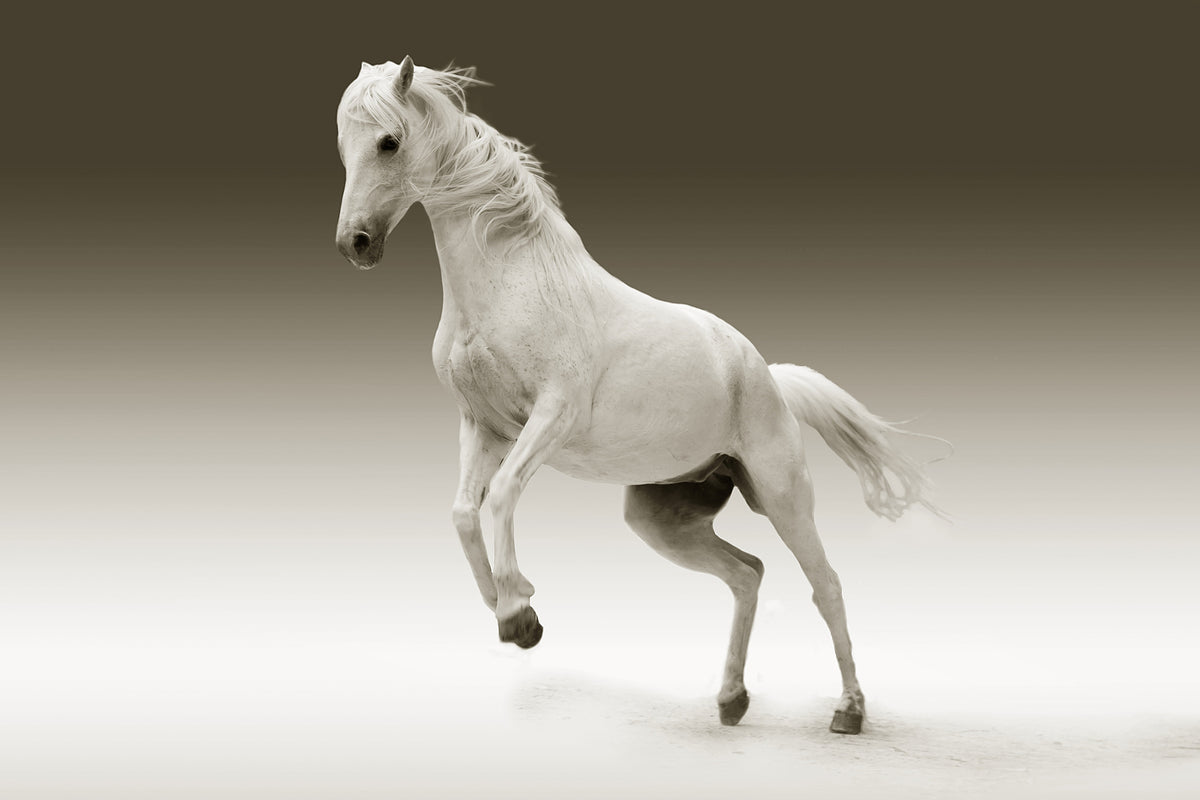 framedposter-print-the-proud-mare