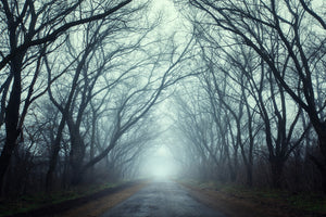 framedposter-print-cloud-forest