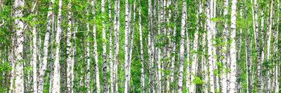 panoramic-poster-print-the-birch-forest-panorama