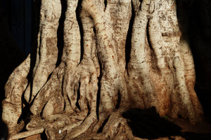 framedcanvas-print-tree-close-up