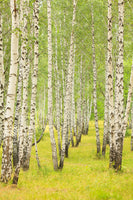 framedposter-print-the-birch-forest-in-late-summer