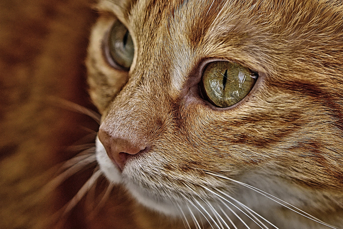 3-piece-canvas-print-close-up-cat39s-head