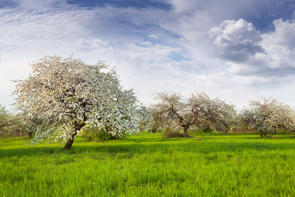 acrylic-print-apple-tree-garden