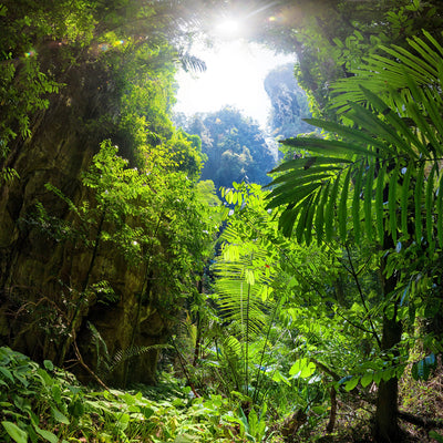 poster-print-clearing-in-the-jungle