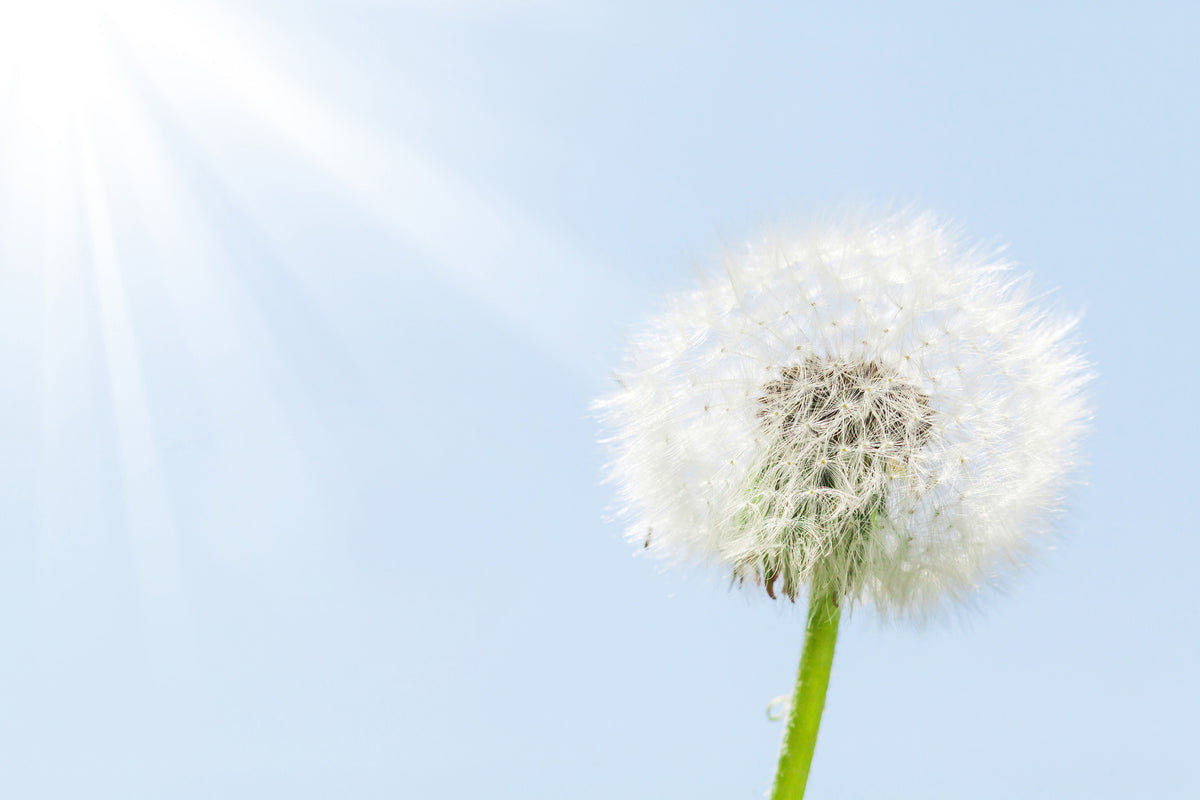 3-piece-canvas-print-dandelion-in-sunbeam